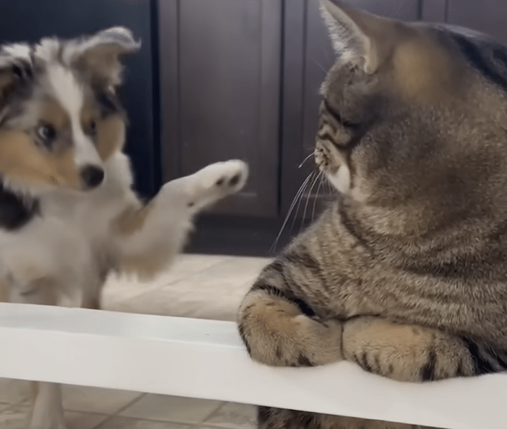 子犬「お隣いいですか？」 猫に初めましてのご挨拶！