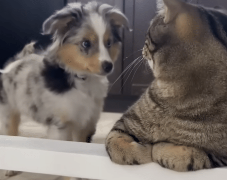 子犬「お隣いいですか？」 猫に初めましてのご挨拶！