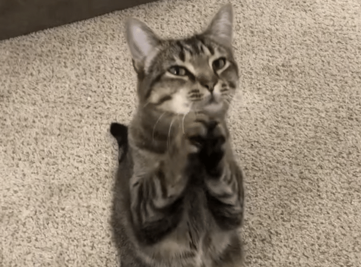 おねだり上手すぎ♪ お願いポーズを覚えた猫。
