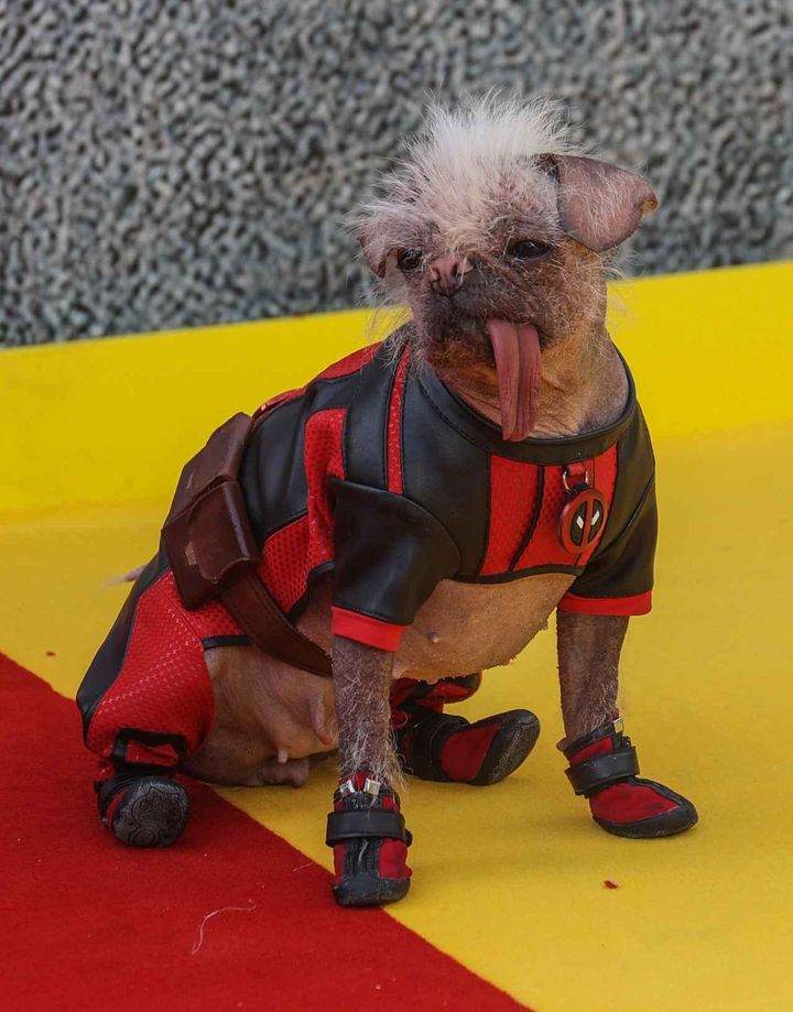 画像3: ロンドンプレミアにドッグプールが登場