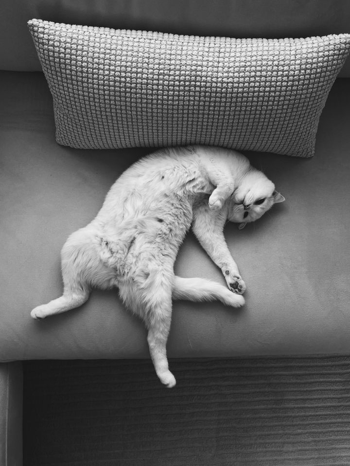 本日の美人猫vol.584