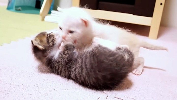 遊ぶ子猫達