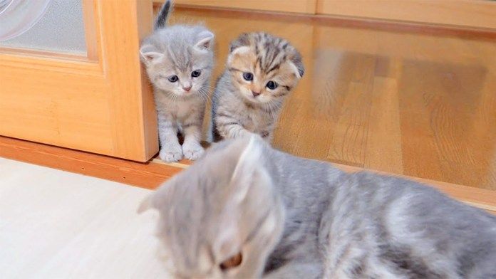 母猫にかまって欲しい子猫達