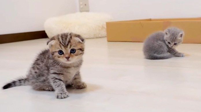 部屋の中を歩き回る子猫達