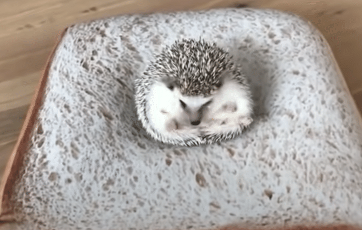 食パンの上でコロコロ♪ 起きあがろうと奮闘するハリネズミが可愛い！