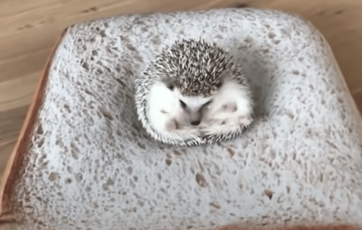 食パンの上でコロコロ♪ 起きあがろうと奮闘するハリネズミが可愛い！