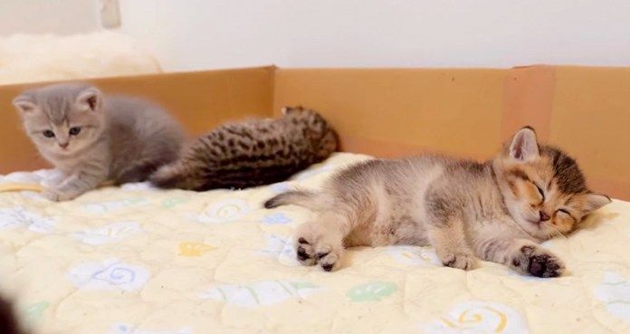 眠る子猫達