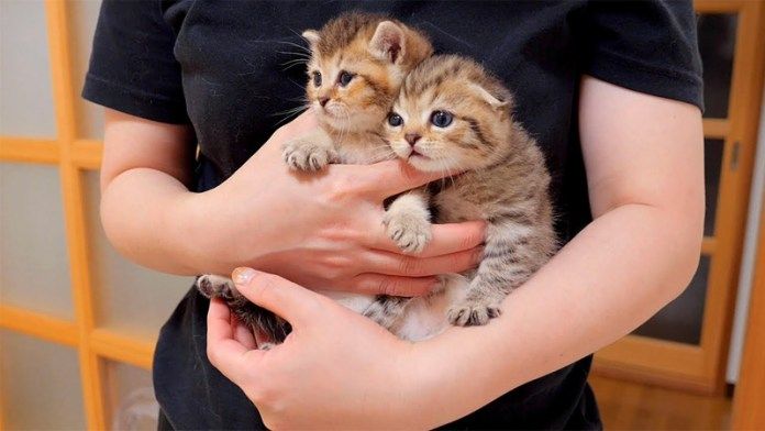 確保された子猫達