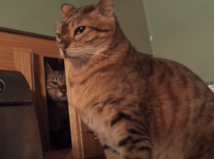 猫さん、後ろうしろ〜！こっそり忍び寄る影