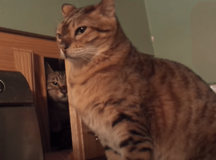 猫さん、後ろうしろ〜！こっそり忍び寄る影