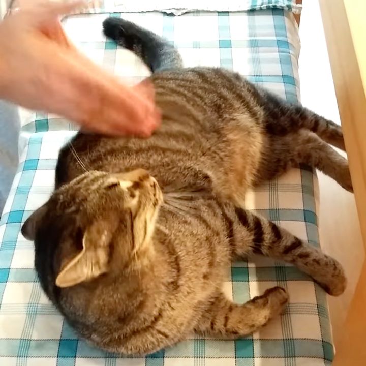 床屋さんのあのマッサージを受ける猫、反対側もとリクエスト