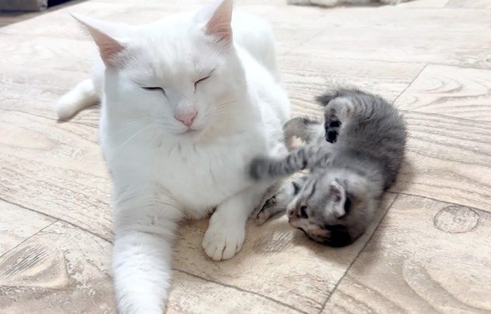 先住猫が気になる保護子猫