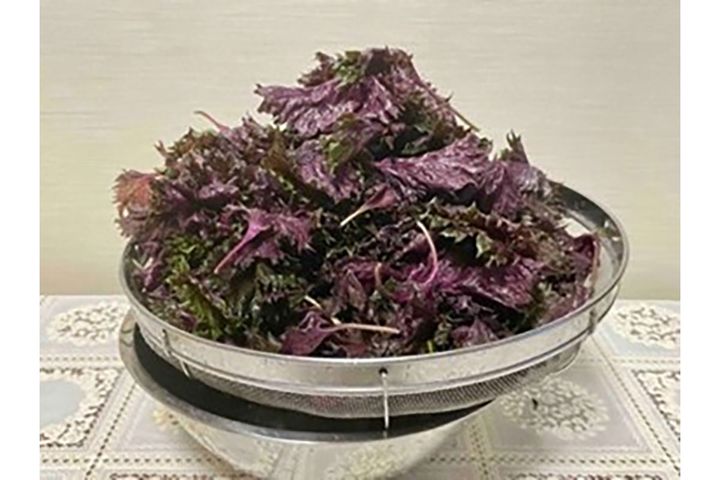 ▲筆者は鍋用の大きめのザルを活用し、少し傾けて水切り。夕ごはんを食べ、少しくつろいだら、およその水切りが完了。