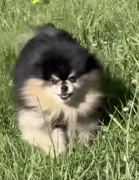 迷子になったと思ってパニックになる犬さん、飼い主と再会したら