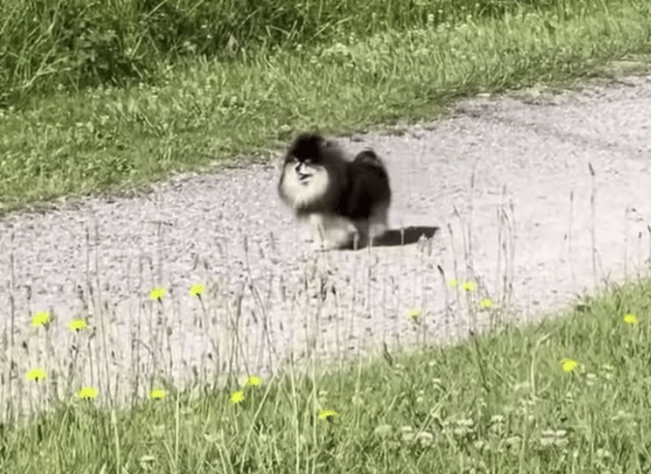 迷子になったと思ってパニックになる犬さん、飼い主と再会したら