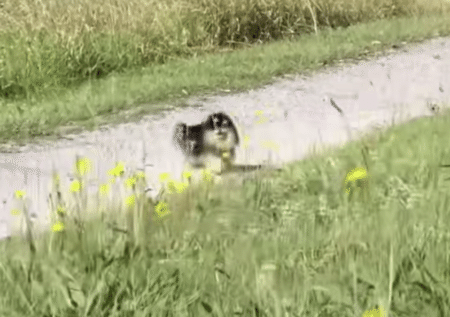 迷子になったと思ってパニックになる犬さん、飼い主と再会したら