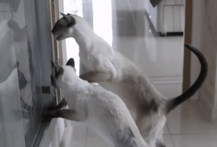 猫「ご主人様、濡れちゃうよぉ〜！」お風呂に入る人間が心配！