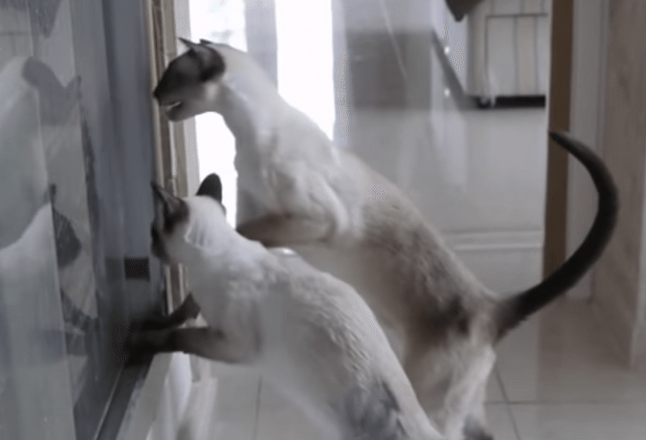 猫「ご主人様、濡れちゃうよぉ〜！」お風呂に入る人間が心配！