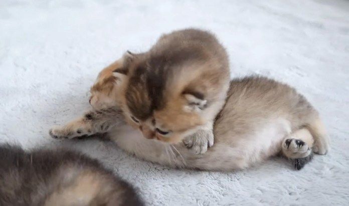 兄弟の背中に乗る子猫
