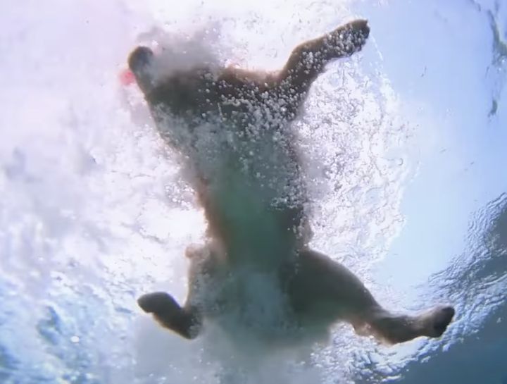 プール楽しい〜♪ ゴールデンレトリバーの泳ぎを水中から見てみたらこんな感じ！