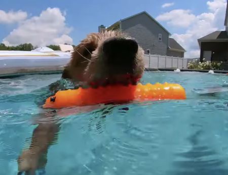 プール楽しい〜♪ ゴールデンレトリバーの泳ぎを水中から見てみたらこんな感じ！