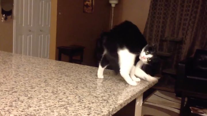 黒白猫はカメラ目線でやんのかステップ、メンチ切りつつ静かに落下