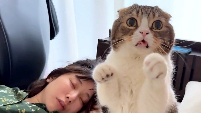 パニックになる猫