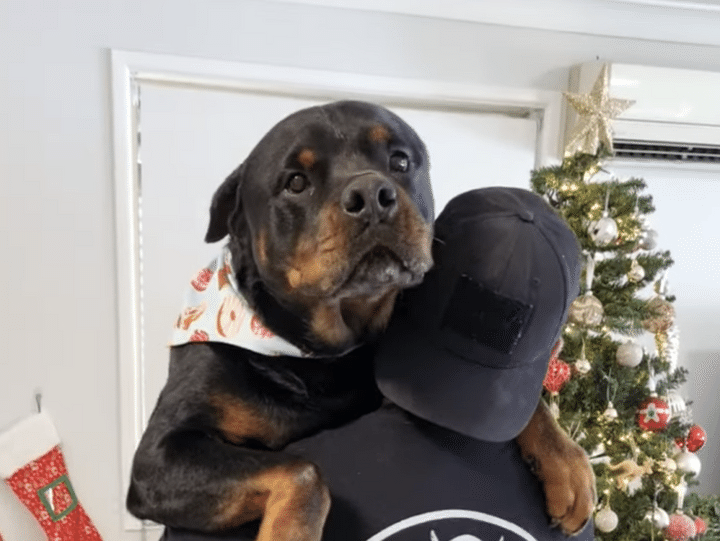 チワワにびっくりした大型犬「怖かったよー」 抱っこして慰めてもらう。