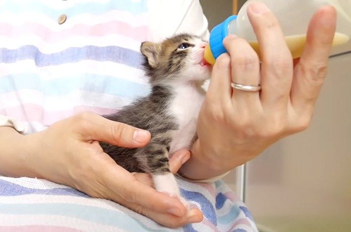 ミルクを飲む子猫