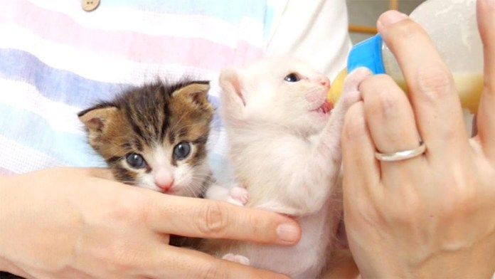 イタズラ坊主の子猫