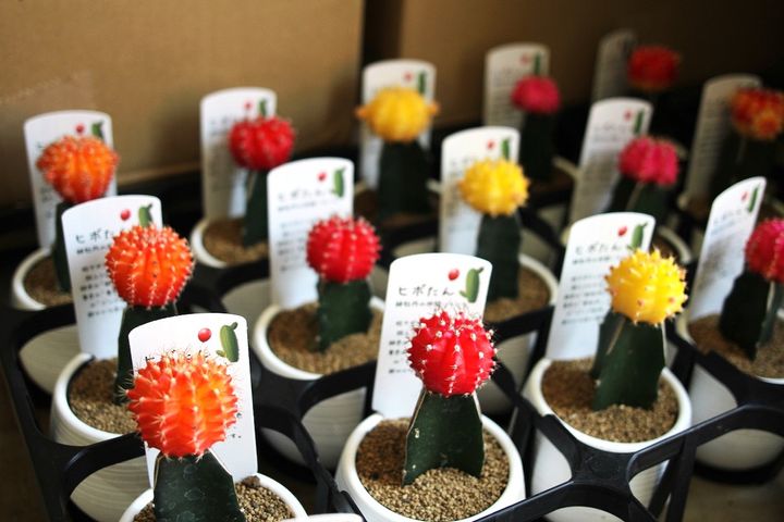 色鮮やかで、とってもかわいいサボテンも発見！