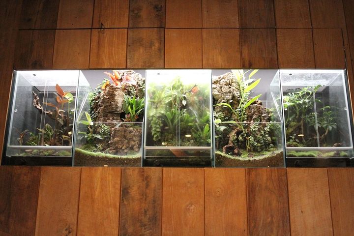 壁面にも苔テラリウムが飾られている