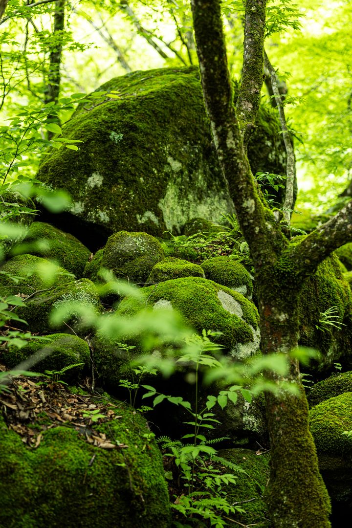 吐竜の滝付近の森