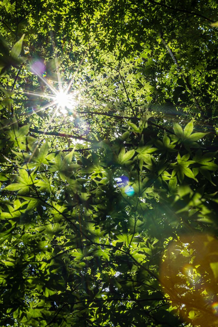 木漏れ日