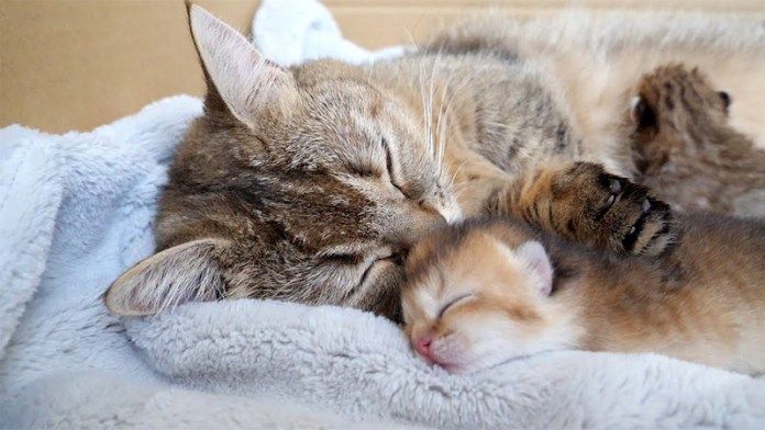 一緒に眠る猫の親子