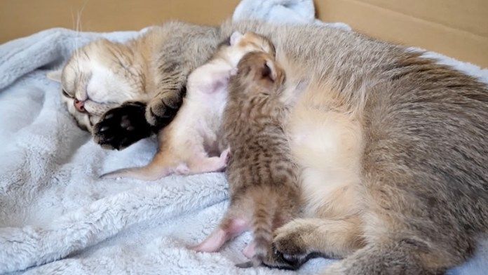 ミルクを飲む子猫達