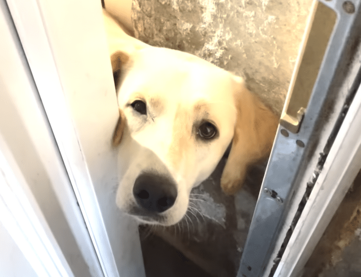 「行かないで？ね？」体を張って外出を阻止しようとする犬。