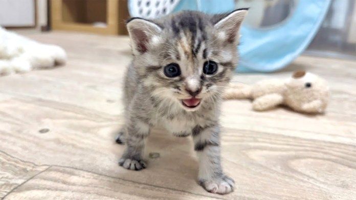 鳴く子猫