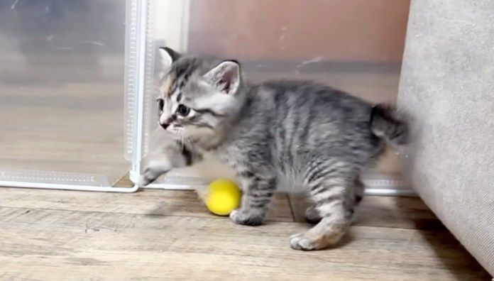 歩き回る子猫