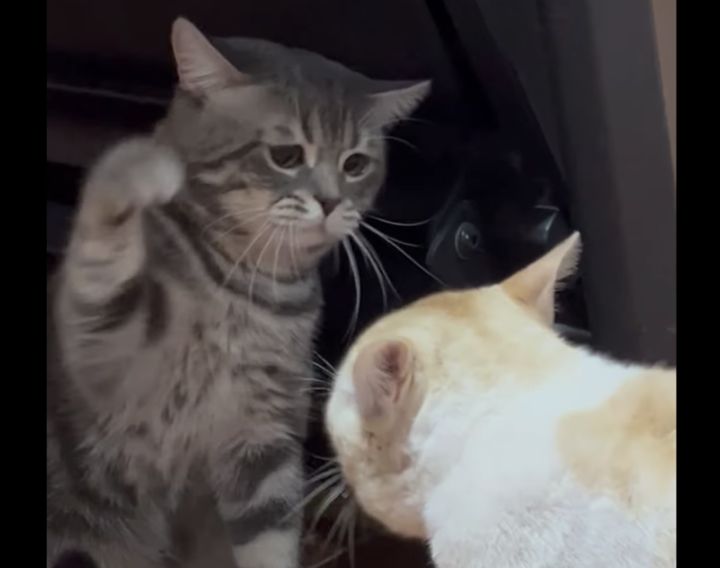 へなへなパーンチ！ 気弱な猫が勇気を出してみたけれど？