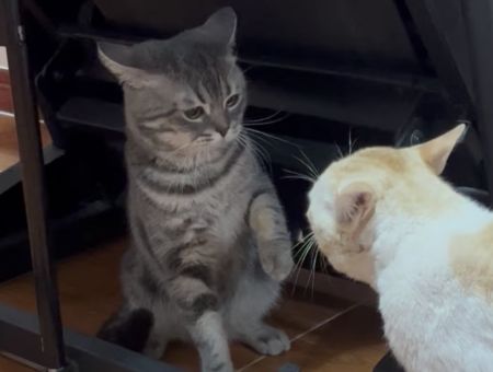 へなへなパーンチ！ 気弱な猫が勇気を出してみたけれど？