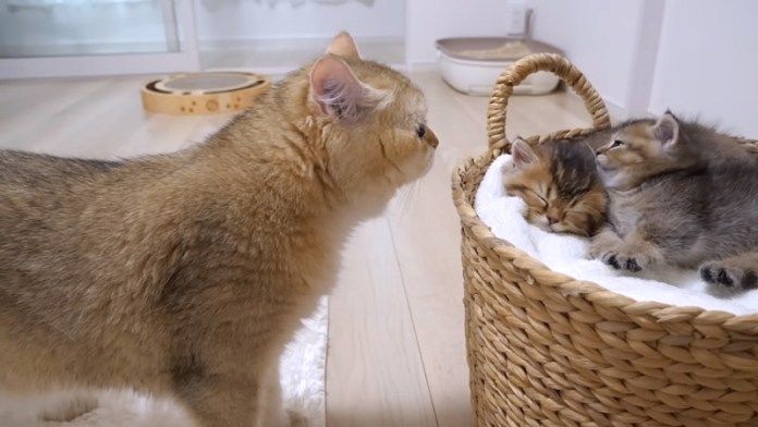 子猫達に初めて会った父猫