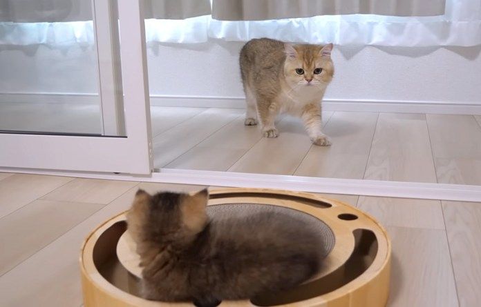 子猫に初めて会った父猫