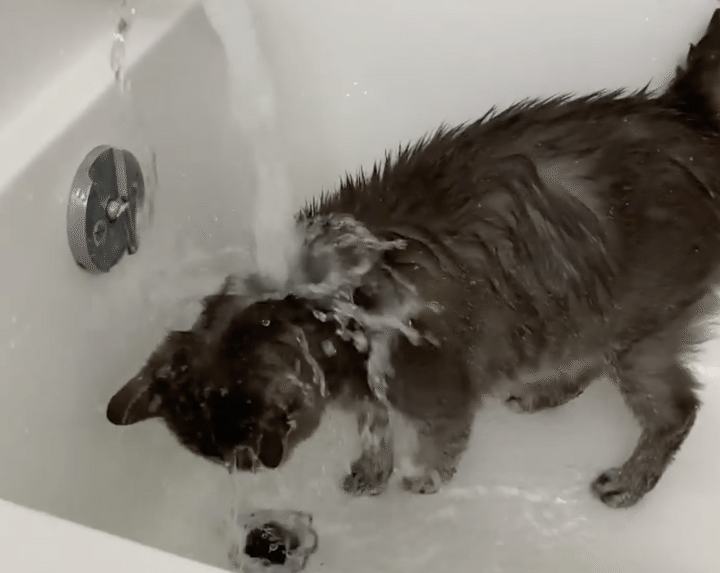 水に打たれるのが大好き！お風呂に自分から入る変わった猫さん。