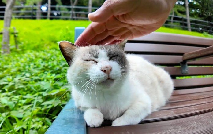 撫でられる猫