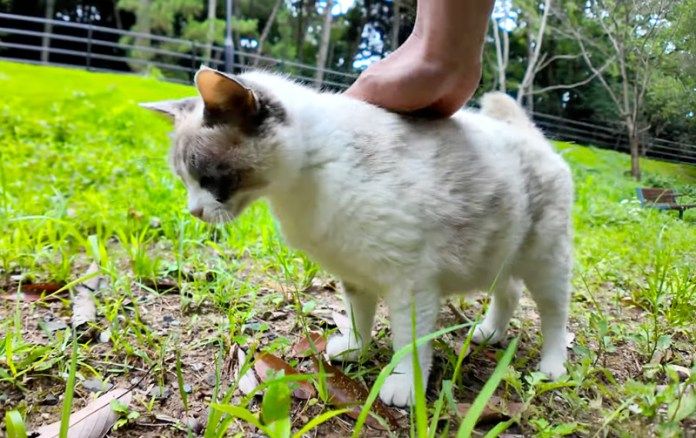 撫でられる猫