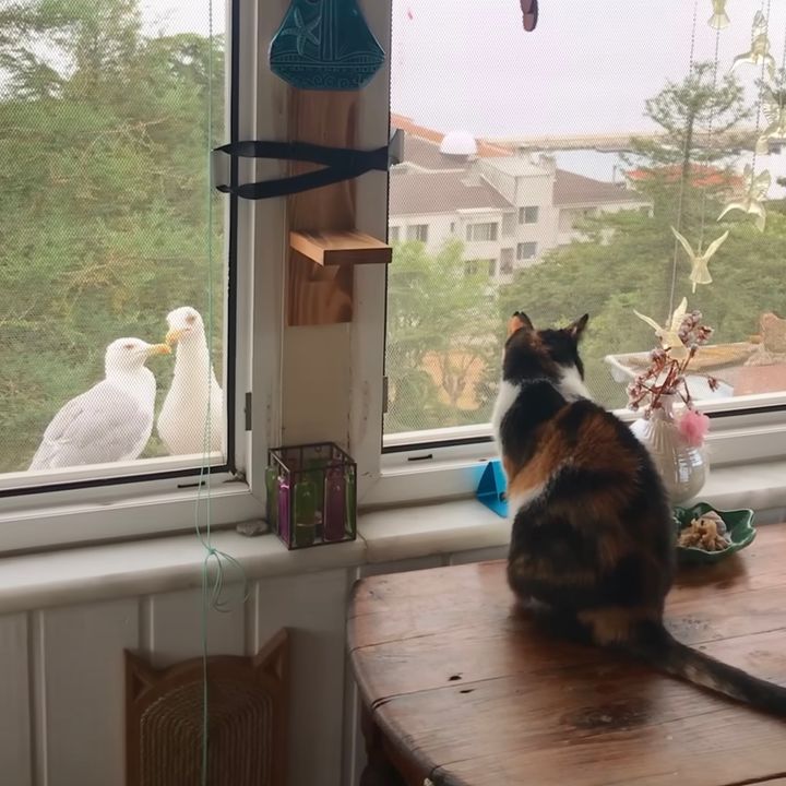 かもめから友達認定された三毛猫、連続時間差サプライズをもらう