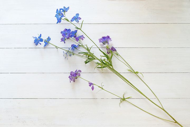 デルフィニウム