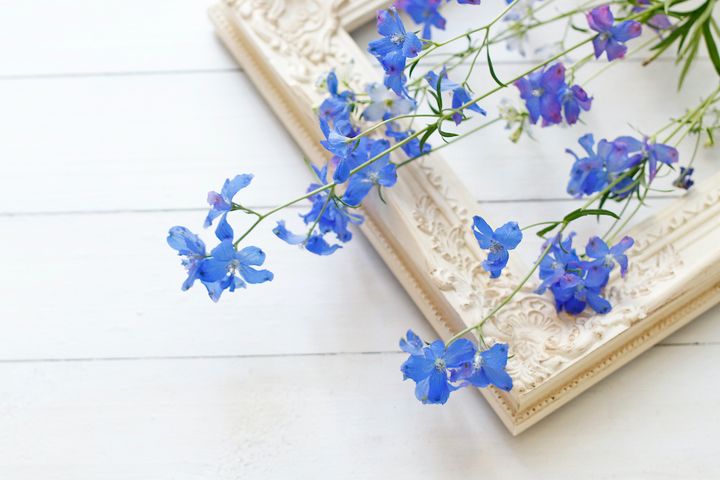 デルフィニウム