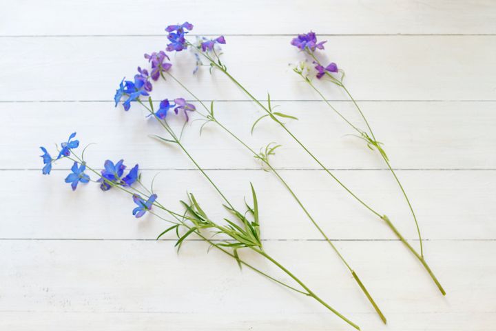 デルフィニウムのアレンジ